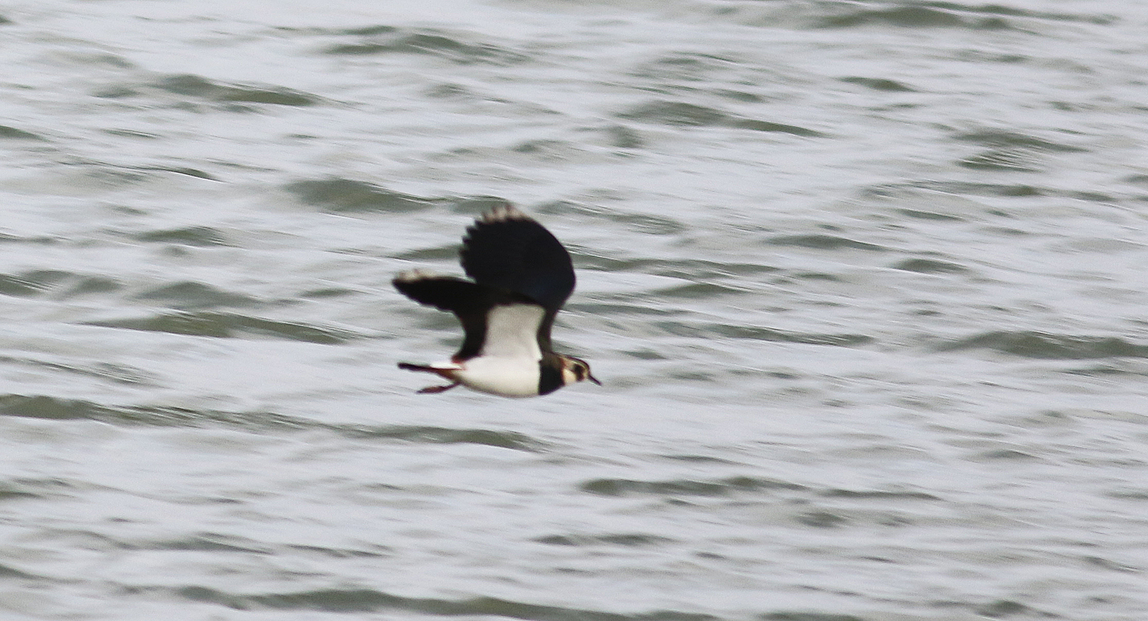 Northern Lapwing